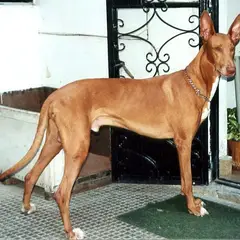 Faraohond - Foto 4