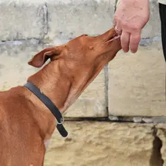 Faraohond - Foto 7