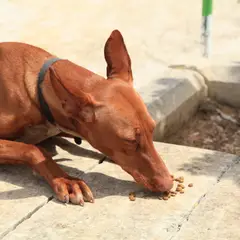 Faraohond - Foto 8