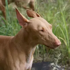 Faraohond - Foto 9