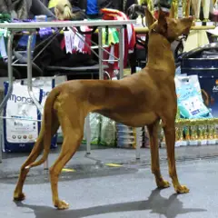 Faraohond - Foto 10