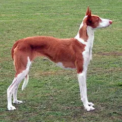 Ibizan Hound - Photo 6