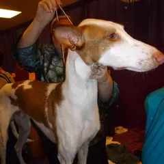 Ibizan Hound - Photo 7