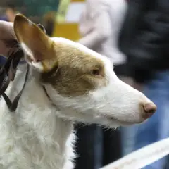Ibizan Hound - Photo 8