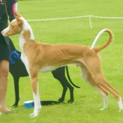Ibizan Hound - Photo 9
