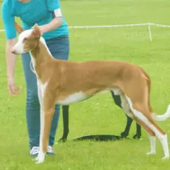 Ibizan Hound - Photo 10