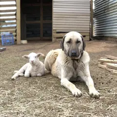 Kangal - Photo 4