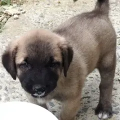 Kangal - Photo 5