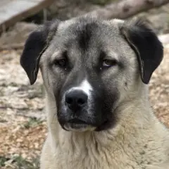 Kangal - Photo 7