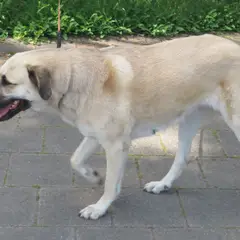 Kangal - Photo 9