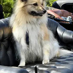 Spitz Allemand - Photo 5