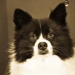 Spitz Allemand - Photo 8