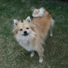 Spitz Allemand - Photo 9