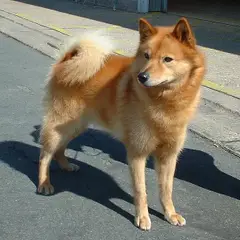 Spitz Finlandais - Photo 2