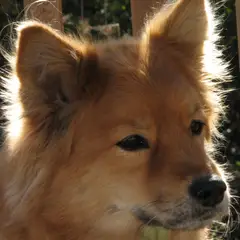 Spitz Finlandais - Photo 3