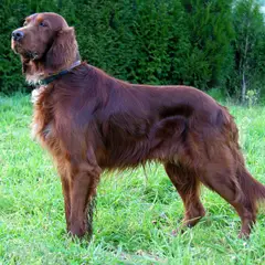 Setter Irlandais Rouge - Photo 3