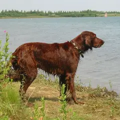 Setter Irlandais Rouge - Photo 6