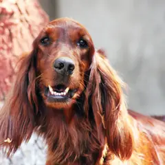 Setter Irlandais Rouge - Photo 7