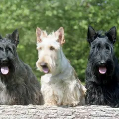 Terrier escocés - Foto 2