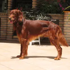 Setter Irlandais Rouge - Photo 8