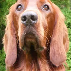Setter Irlandais Rouge - Photo 9