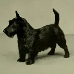 Terrier escocés - Foto 3