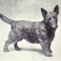 Terrier escocés - Foto 4