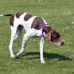 Pointer Inglês - Foto 4