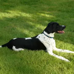 Pointer Inglês - Foto 5