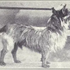 Terrier australien - Photo 2