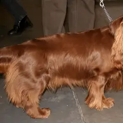 Sussex-Spaniel - Photo 6