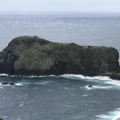 Pékinois - Photo 8