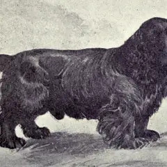 Sussex-Spaniel - Photo 8