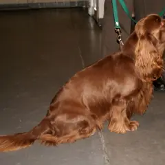 Sussex-Spaniel - Photo 9
