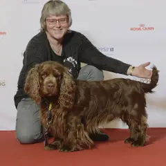 Sussex-Spaniel - Photo 10