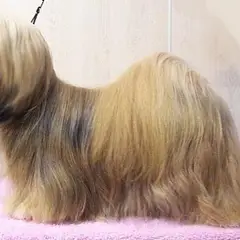 Lhassa Apso - Photo 2