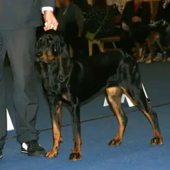 Black and Tan Coonhound - Foto 4