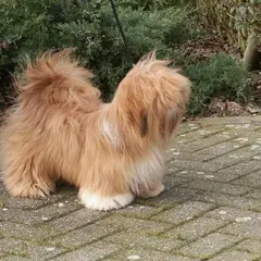 Lhassa Apso - Photo 3