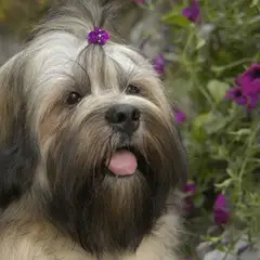 Lhassa Apso - Photo 4