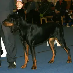 Black and Tan Coonhound - Foto 5