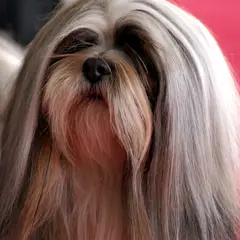 Lhassa Apso - Photo 5