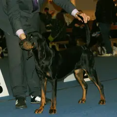 Black and Tan Coonhound - Foto 6