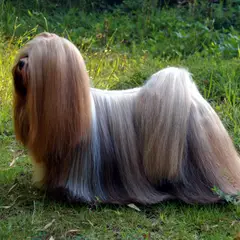 Lhassa Apso - Photo 6