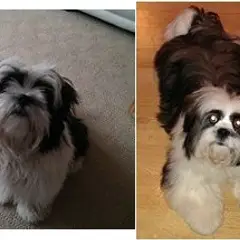 Lhassa Apso - Photo 7