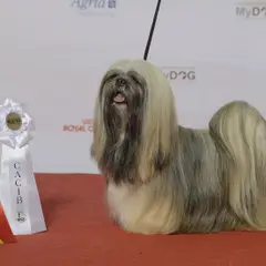 Lhassa Apso - Photo 8