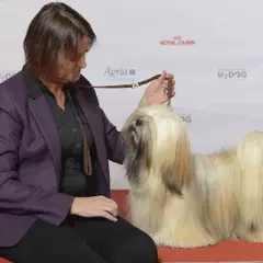 Lhassa Apso - Photo 9
