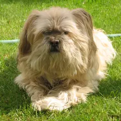 Lhassa Apso - Photo 10