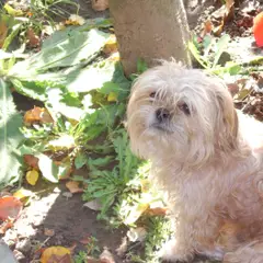 Bolognese - Foto 2