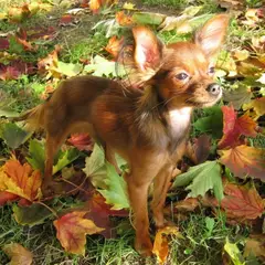 Toy ruso - Foto 2
