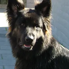 Altdeutscher Schäferhund - Photo 5